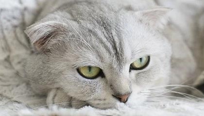 开云app下载-上海申花遭遇连败，卓尔主场先拔头筹，上海申花2_2武汉卓尔